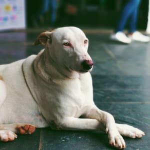 Trumpet and Alto Saxophone - Music for Calming Your Puppy - Music For Your Dog