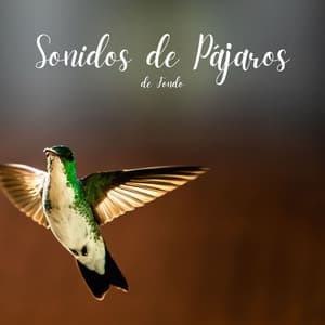Sonidos de Pájaros de Fondo - Sonidos Naturales del Pajaro