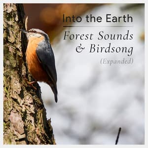 Forest Sounds and Birdsong - Into the Earth