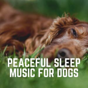 Peaceful Sleep Music for Dogs - Sleeping Music For Dogs