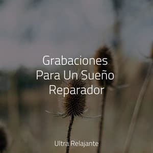 Grabaciones Para Un Sueño Reparador - El hada de las canciones de cuna