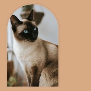 Feelings for The Comfortable Cats - Soothing Cat Music