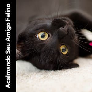 Acalmando Seu Amigo Felino - Musica para Gatos