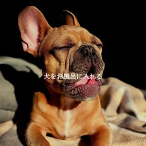 犬をお風呂に入れる - Suave Jazz Soundtracks