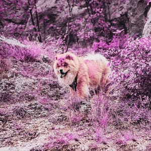 Backdrop for Safe Doggies - Jazz Quintet - Relaxing Music for Dogs