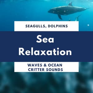 Sea Relaxation - Seagulls, Dolphins, Waves & Ocean Critter Sounds - Healing Markrain