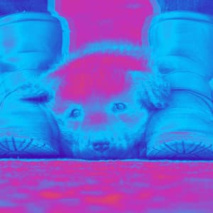 Music for Doggy Day - Calming Jazz For Dogs