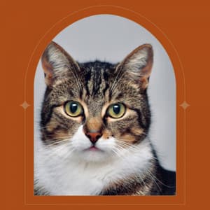 Contemporary Jazz Trio - Background for Lonely Cat - Cats Music Den