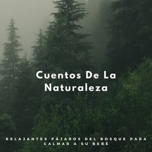 Cuentos De La Naturaleza: Relajantes Pájaros Del Bosque Para Calmar A Su Bebé - Sonidos De Pajaros