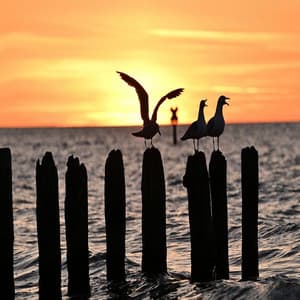 Aurora Eterna - Aurora Beach