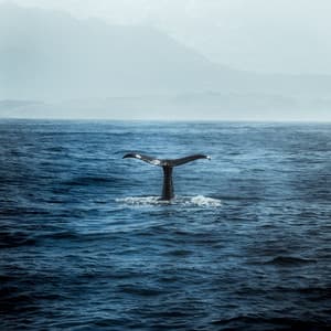 Sonic Seascape: Whales for Deep Meditation - Ocean Waves Sleep