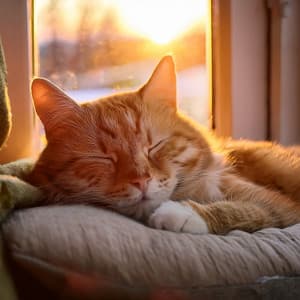 The Pet'S Orchestra: Melodies For Comfort And Peace - Bertie Lambert