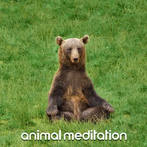 Animal Meditation: Fauna Contemplation - Natural Samples
