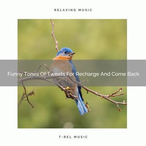 2020 Best: Funny Tones Of Tweets For Recharge And Come Back - Deep Sleep Nature Sounds