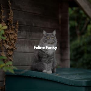 Feline Funky - Chill Jazz Playlist