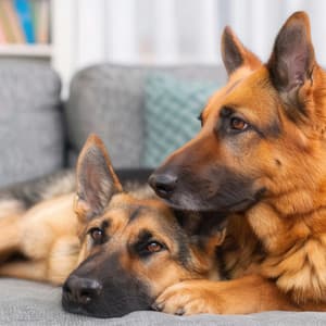 Calm Relaxation: Hip Hop Beats for Pets - Midnight Pet Harmony