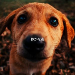 静かな夜 - Modern Jazz