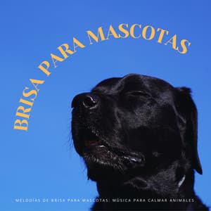 Melodías De Brisa Para Mascotas: Música Para Calmar Animales - Serenidad y Armonía
