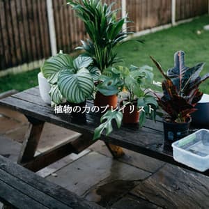 植物の力のプレイリスト - Smooth Jazz Radio