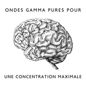 Ondes gamma pures pour une concentration maximale - Thérapie par ondes cérébrales