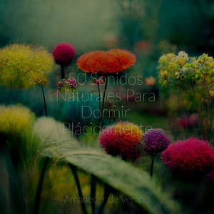 50 Sonidos Naturales Para Dormir Plácidamente - Cascada de Lluvia