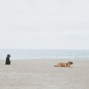Funky Jazz Organ - Bgm for Doggy Moments - Relaxing Dog Music Playlists
