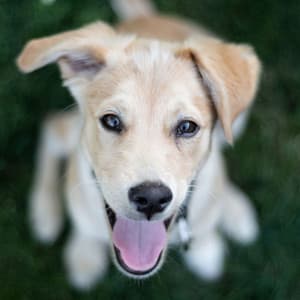 Backdrop for Friendly Doggies - Separation Anxiety Dog Music