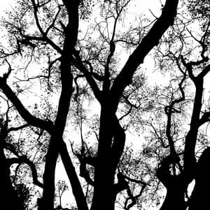 Music for Jazzy Nature - Jazz Quartet - Musica Jazz di Sottofondo