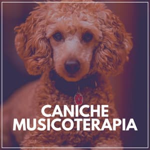 Caniche Musicoterapia - Música de Cachorro Calmante