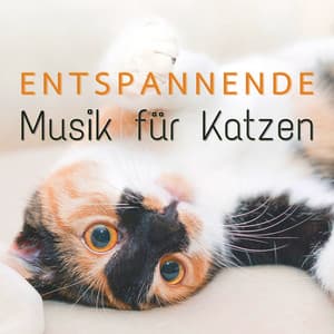 Entspannende Musik für Katzen: Beruhigende Lieder für Katzen, um Sich Mehr Geliebt und Geschätzt zu Fühlen - Cat Whisper