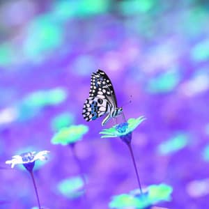 Simple Ambiance for Unwinding Nights - Lo-fi Pop Sounds