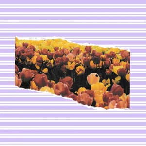 Jazz Violin - Ambiance for Virtual Relaxation - Música para Desayuno Música De Fondo