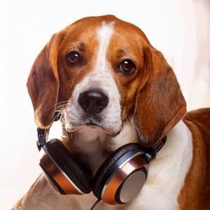 The Dog’S Hip Hop Music: Rhythms For Furry Companions - Oddly Specific Lofi