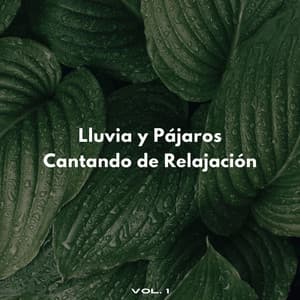 Lluvia Y Pájaros Cantando De Relajación Vol. 1 - Lluvia PQ