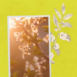 Music for Breathing Shadows - Dinner Music