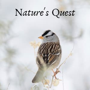 Natures Quest - Sleep Tight