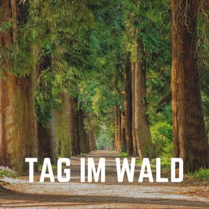 Tag Im Wald - Naturgeräusche