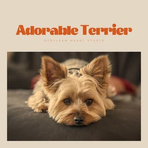 Adorable Terrier - Dog Total Relax