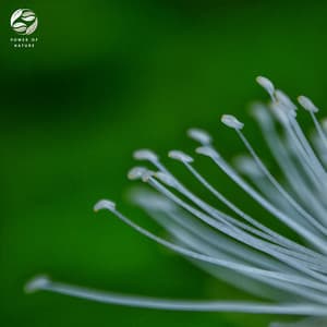 Gentle Downpour Ambient - Soothing Ambient