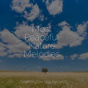 Most Peaceful Nature Melodies - Meditation Awareness