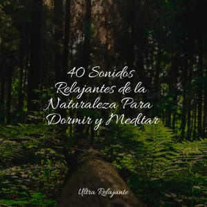 40 Sonidos Relajantes de la Naturaleza Para Dormir y Meditar - Sons da Natureza Relax