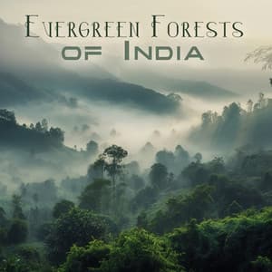 Evergreen Forests of India: Jungle Relaxing Sounds for Tropical Meditation & Stress Relief - Exotic Nature Kingdom