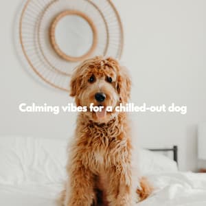 Calming vibes for a chilled-out dog - French Pastry Shop Music