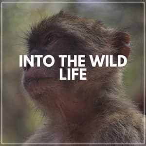 Into the Wild Life - Florida Nature