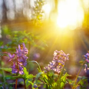 Sunrise Serenity: Nature's Morning Melodic Awakening - Soothing Sounds