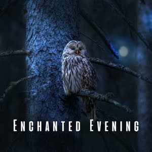 Enchanted Evening: Light Rain and Owl Wisdom for Sleep - Healing Nature Sounds