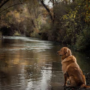 Pieles De Paz: Melodías Calmantes Para La Relajación De Mascotas - Especialistas en Música para Mascotas