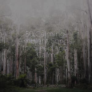 50 Calming Ambient Songs for Sleep and Calm - Ambiente