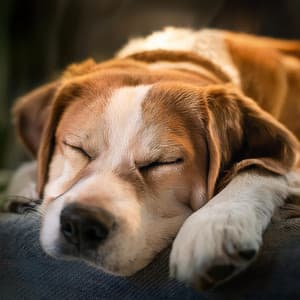 Canino Relajado: Música Para Perros Para La Calma - Huellas Musicales