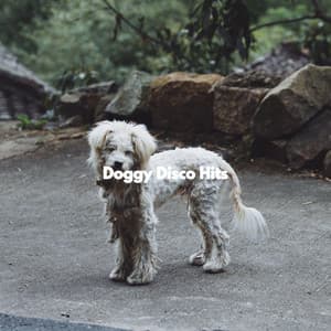 Doggy Disco Hits - Calming Jazz For Dogs